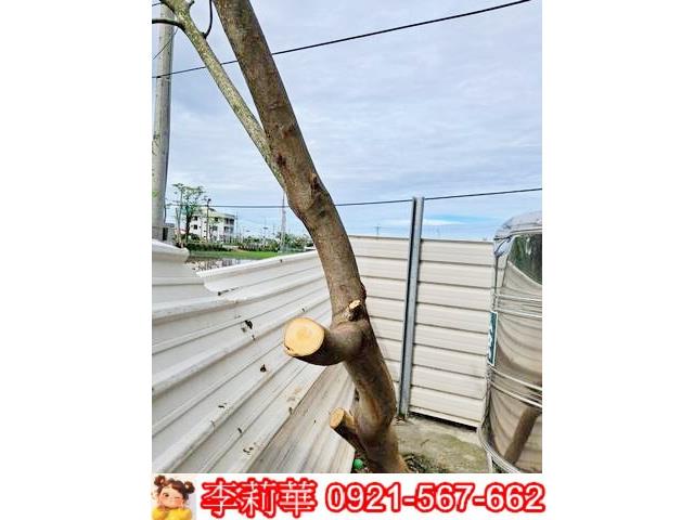 柳營農地-3