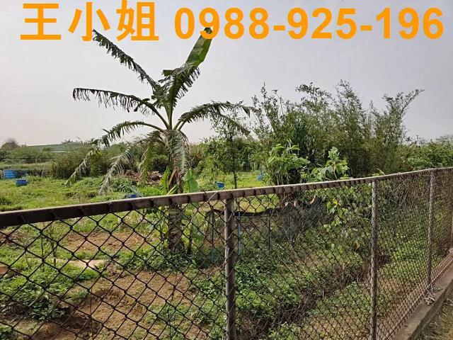 新屋農地-11