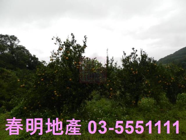 新竹農地-12