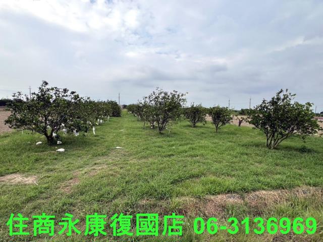 麻豆農地-7