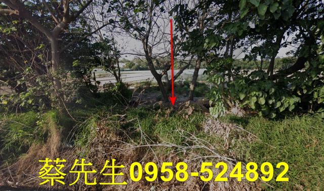 崙背州子種菜地種植農作物果樹