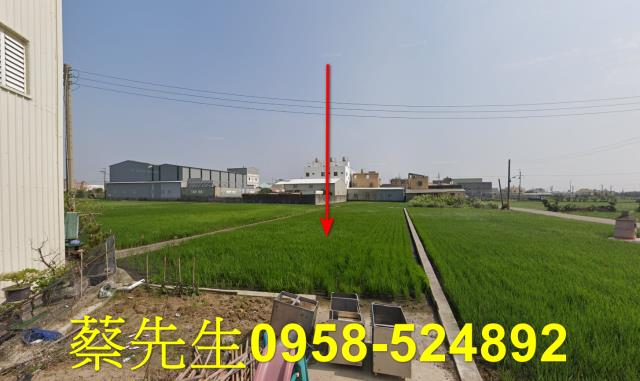 大安區東西七路農地種植農作物果樹