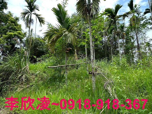 古坑農地-3