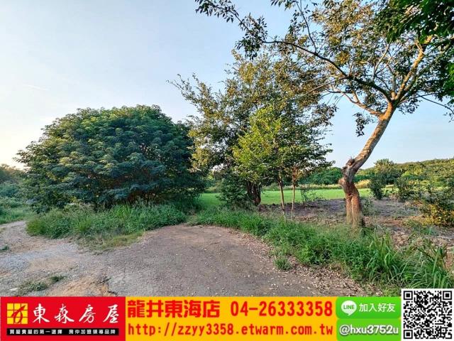 台中龍井旱-1