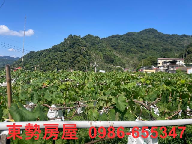 新社農地-1