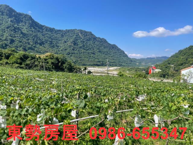 新社農地-3
