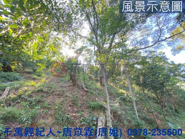 北區林地-0