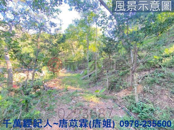 北區林地-3