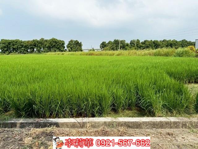 新營農地-5