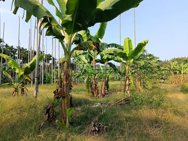 中埔農地-3