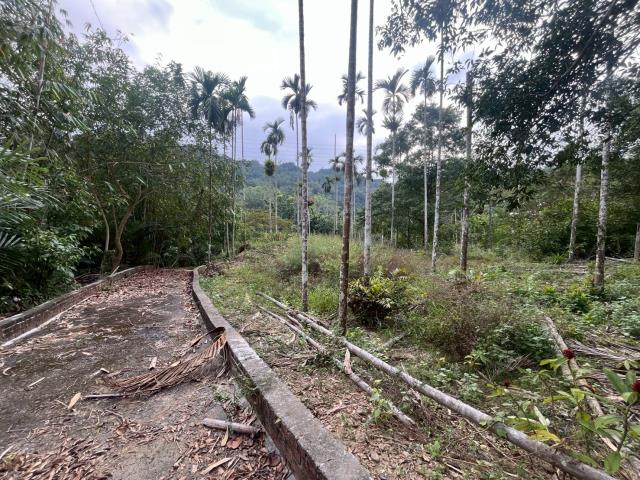 南投鹿谷農地-12