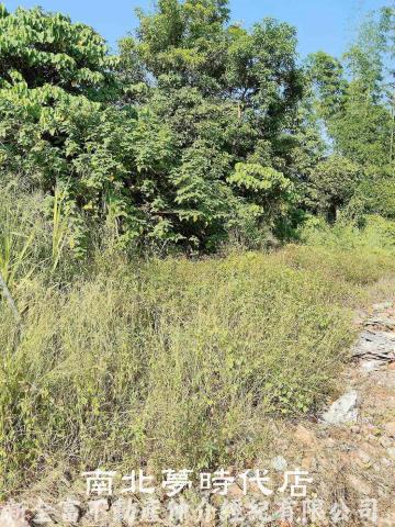 台南左鎮建地-1