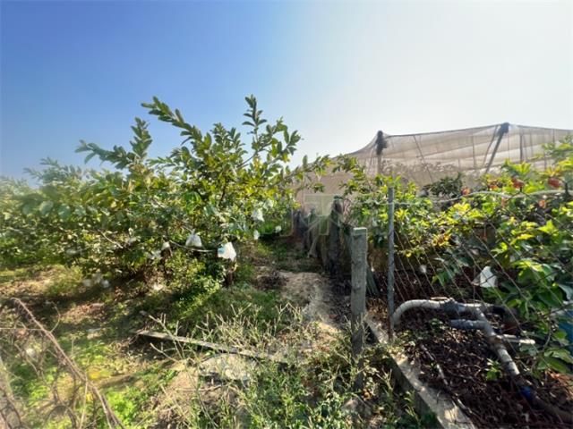 高雄燕巢農地-6