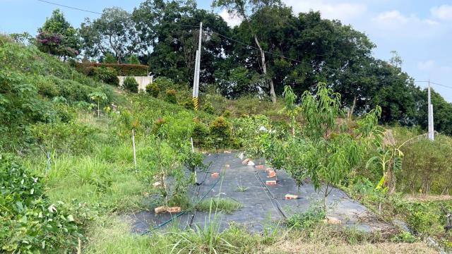 新竹寶山農地-6