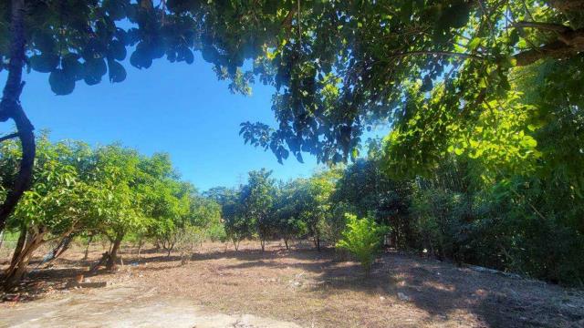 新竹橫山農地-4