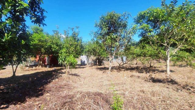 新竹橫山農地-5