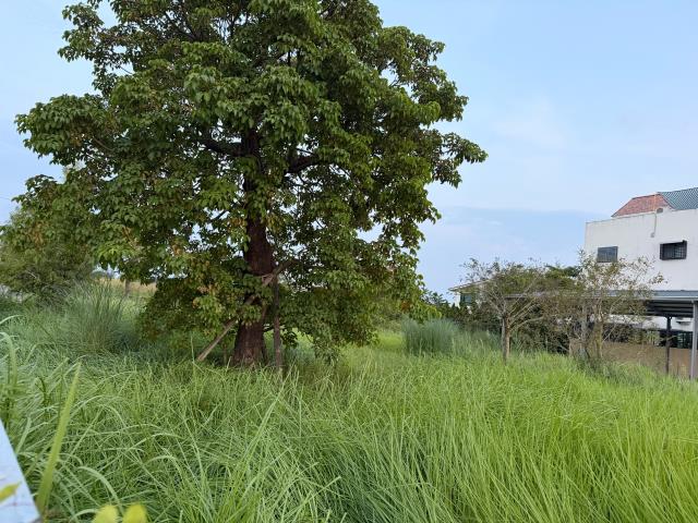 台南關廟農地-13