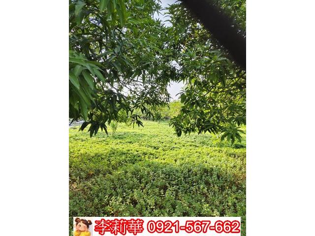 高雄岡山農地-10