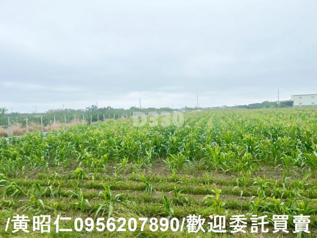 台南農地-6