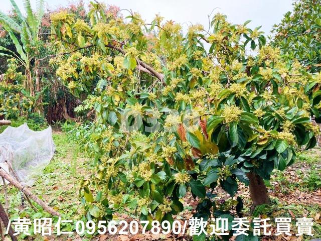 台南佳里建地-8