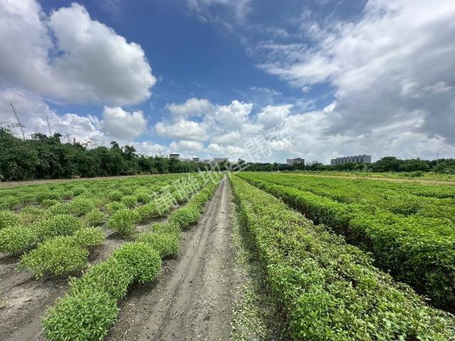 近虎尾園區保值增值農地
