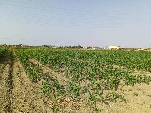 台南學甲農地-5