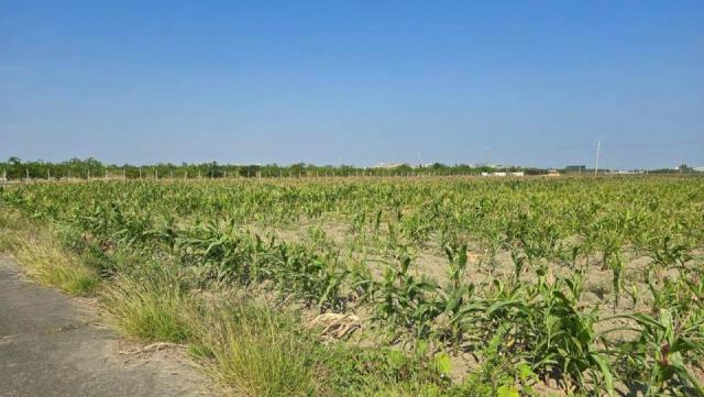 麻豆近小埤頭社區都內方正農地