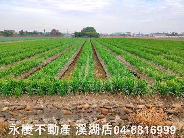 埔鹽農地-8