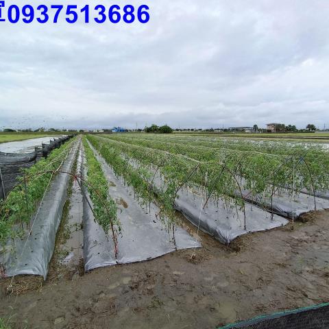 宜蘭縣壯圍鄉新南段農地出售