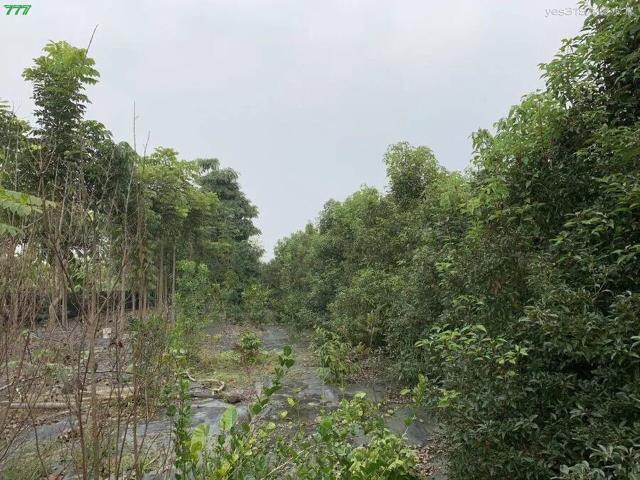 屏東高樹農地-1