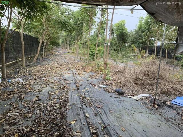 屏東高樹農地-2