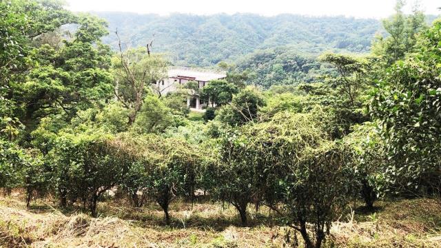 新竹關西農地-12