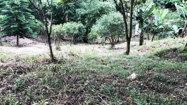 新竹關西農地-8