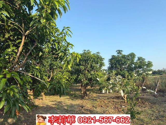 台南安定農地-10