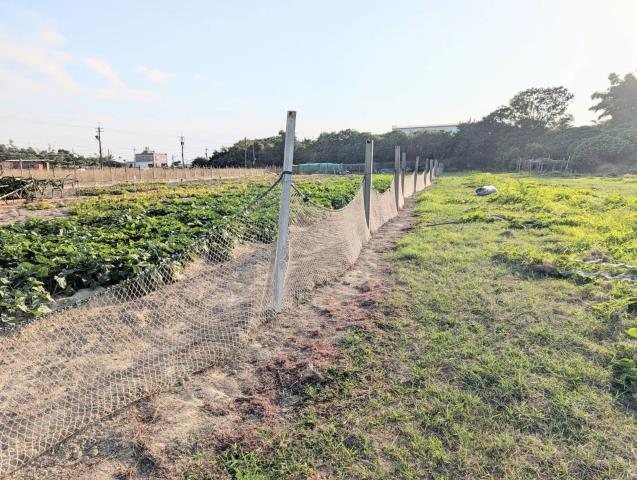 彌陀農地-7