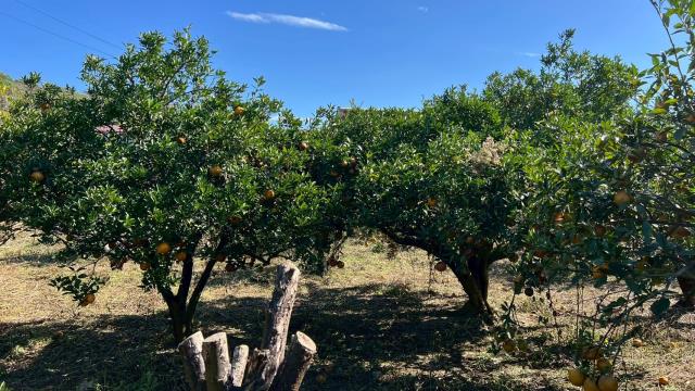 苗栗頭份農地-9