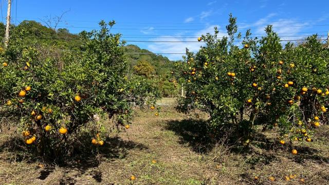 苗栗頭份農地-10