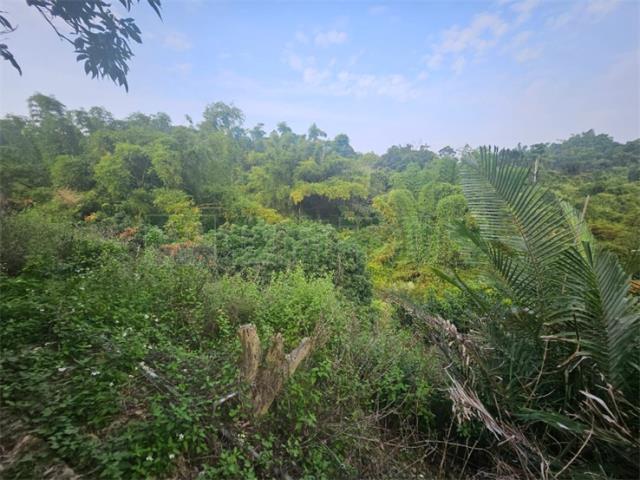 高雄大樹農地-8