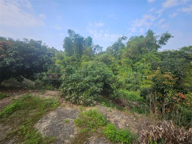 高雄大樹農地-9