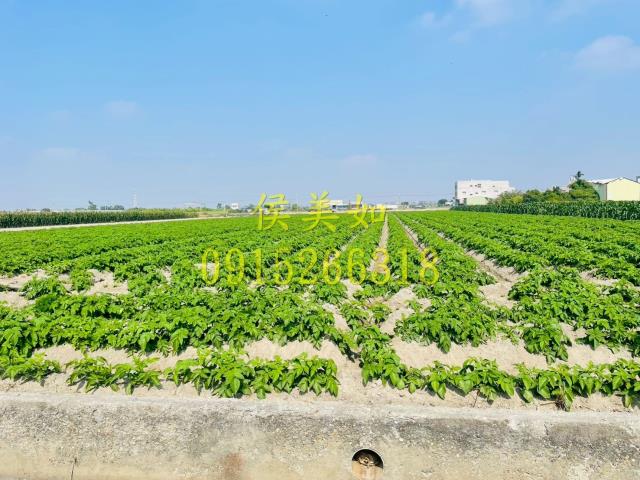 太保田尾社區灣內國小土豆世家高鐵台積電