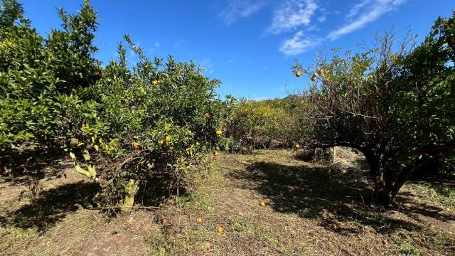 苗栗頭份農地-5