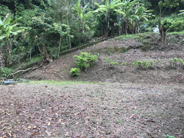 南投南投市農地-11