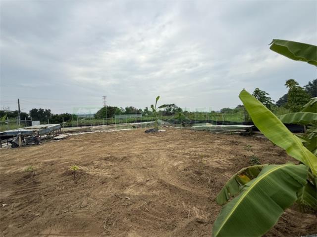 高雄大社農地-6