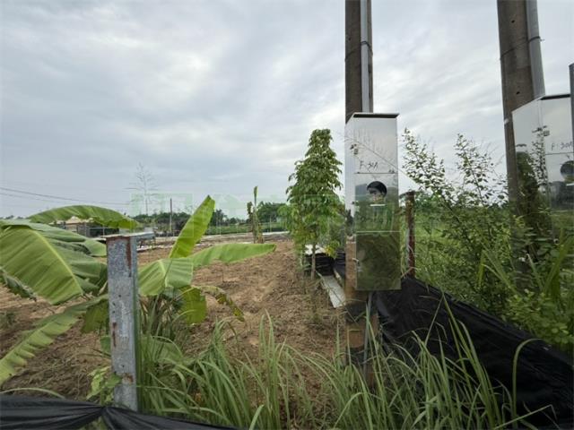 高雄大社農地-8