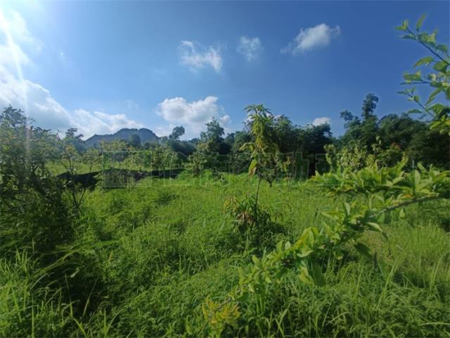 高雄大社農地-12