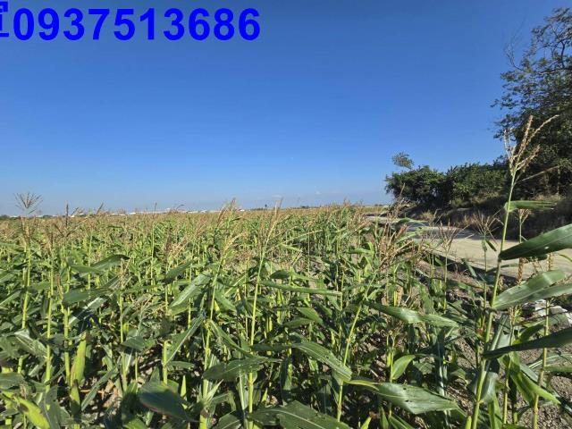 嘉義新港農地-1