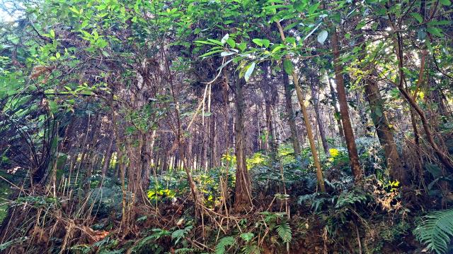 新竹橫山農地-3