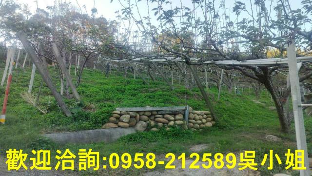 新竹新埔山坡地-2