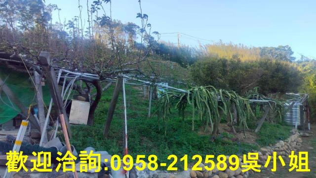 新竹新埔山坡地-3