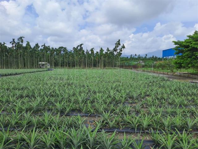 潮州農地-0
